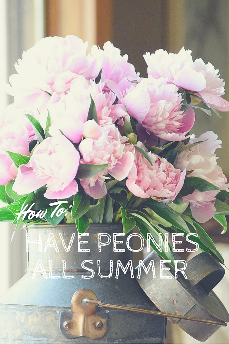 How to Have peonies all summer