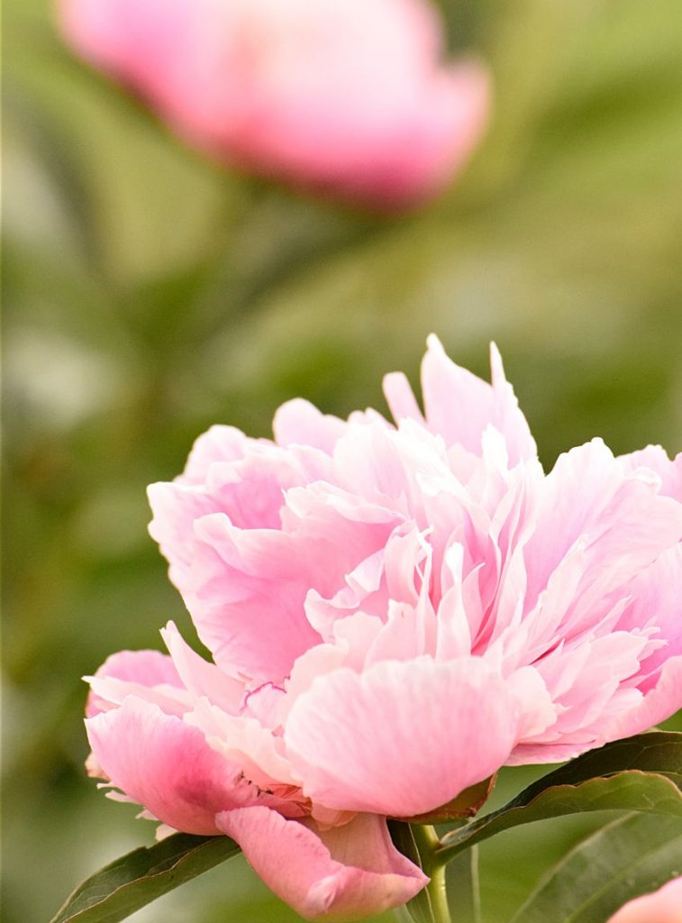 how to save peony buds to bloom all summer